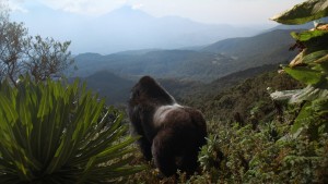 Hành Trình Của Khỉ Đột – Qua Giọng Kể David Attenborough