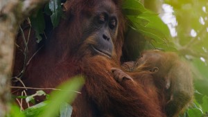 Orangutan - Orangutan